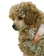 Cafe au lait colored Poodle