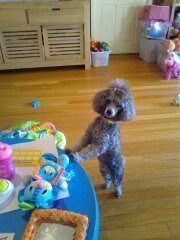 clean, washed Poodle