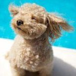 cream colored Poodle