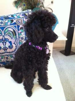 cute black Poodle sitting