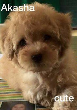 Cream colored Poodle puppy