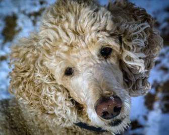 cute standard Poodle