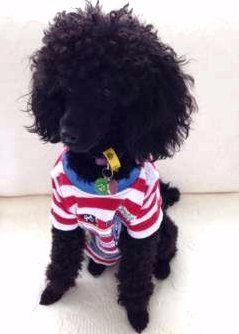 Poodle wearing warm shirt