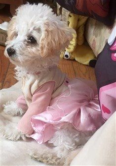female Poodle