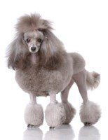gray Poodle