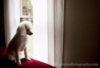 groomed Poodle