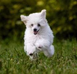 hyper Poodle