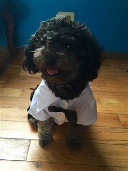 male-poodle-wearing-a-shirt