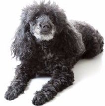 mismark Poodle