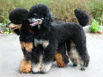 Phantom Poodle dogs