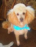 Apricot miniature Poodle