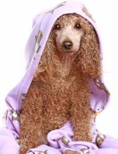 Apricot colored Poodle