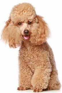 Poodle coat covering dewclaws