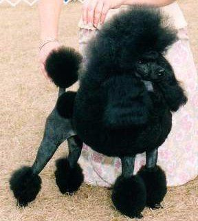 Poodle continental clip