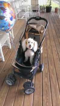 Poodle in stroller