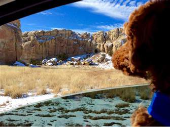 Poodle looking out window
