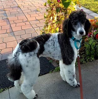 Poodle outside, brindle coat