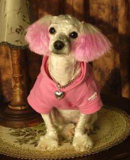 Poodle with pink ears