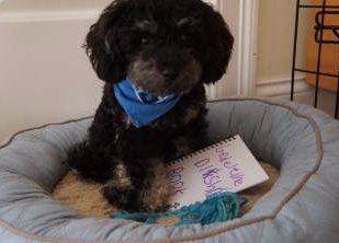 Poodle puppy black and tan