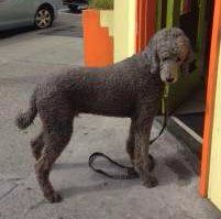 Poodle puppy clip
