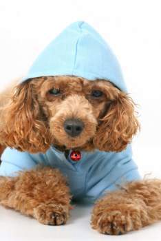 apricot Poodle puppy