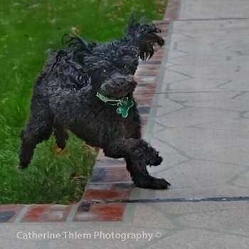 solid black Toy Poodle