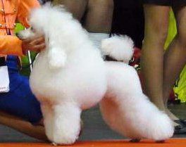 Poodle Scandinavian Clip