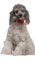 Poodle silver color coat