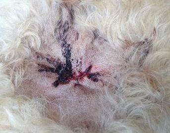 Poodle surgery for ingrown hair