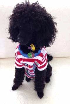 Poodle wearing warm shirt