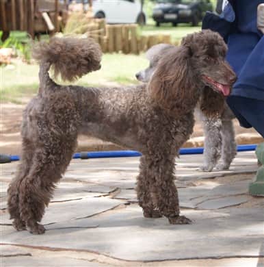 Poodle with healthy skin