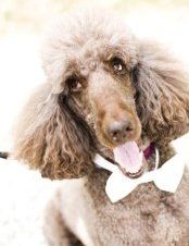 silver beige Poodle