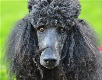 standard-poodle-close-up