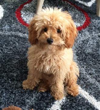 tiny Poodle