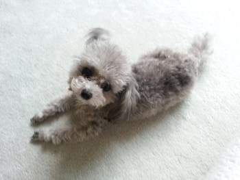 Poodle spread out on floor