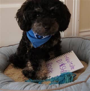 Toy Poodle in a dog bed