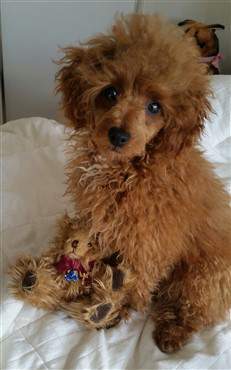 Poodle standing on hind legs