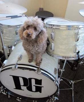 Toy Poodle sitting on drumset