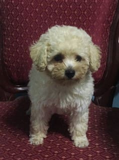 Toy Poodle in furniture, white and tan