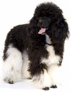 tuxedo Poodle