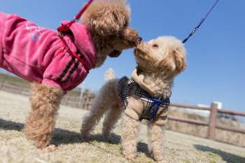 Two Poodles meeting on beach