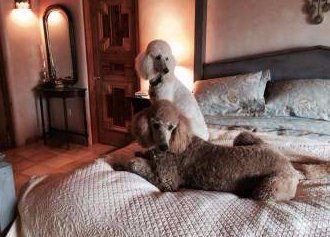 two Poodles at home on bed