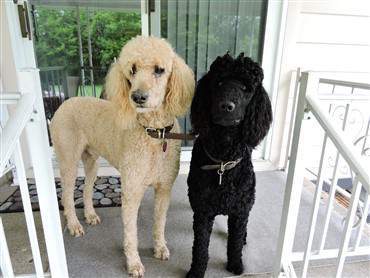 cute toy poodle big black nose
