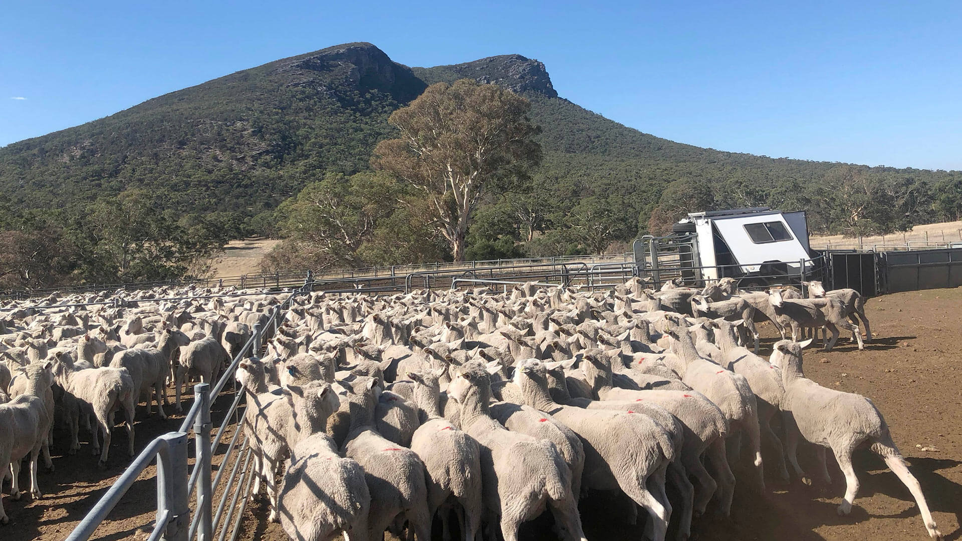 Sheep Scan Australia - Awaiting Pregnancy Scan