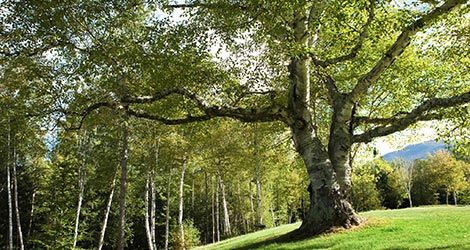 Landscaping — Trees in the Forest in Cleveland, OH Landscaping — Trees in the Forest in Cleveland, OH