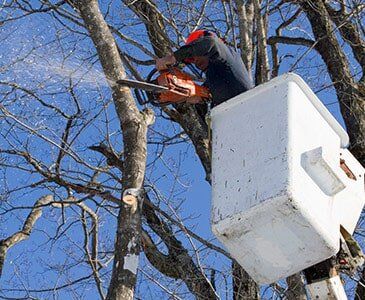 Tree Crane Service — Man Trimming Trees in Cleveland, OH Tree Crane Service — Man Trimming Trees in Cleveland, OH