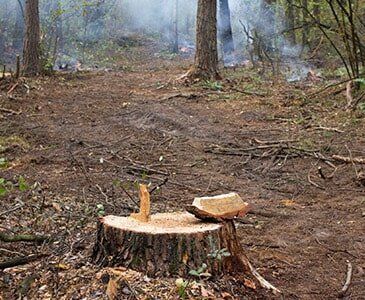 Tree and Stump Removal — Tree Stump in Cleveland, OH Tree and Stump Removal — Tree Stump in Cleveland, OH