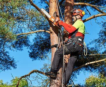 Tree Pruning — Arborist at Work in Cleveland, OH Tree Pruning — Arborist at Work in Cleveland, OH