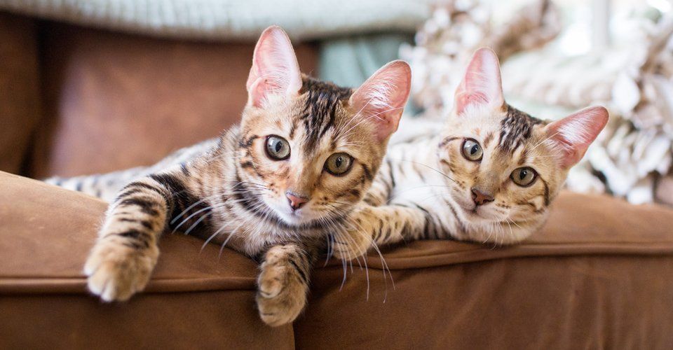 2 cats