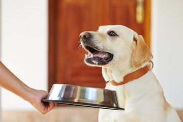 pet exercise